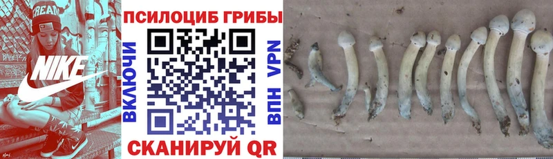 Галлюциногенные грибы Cubensis  Чистополь 